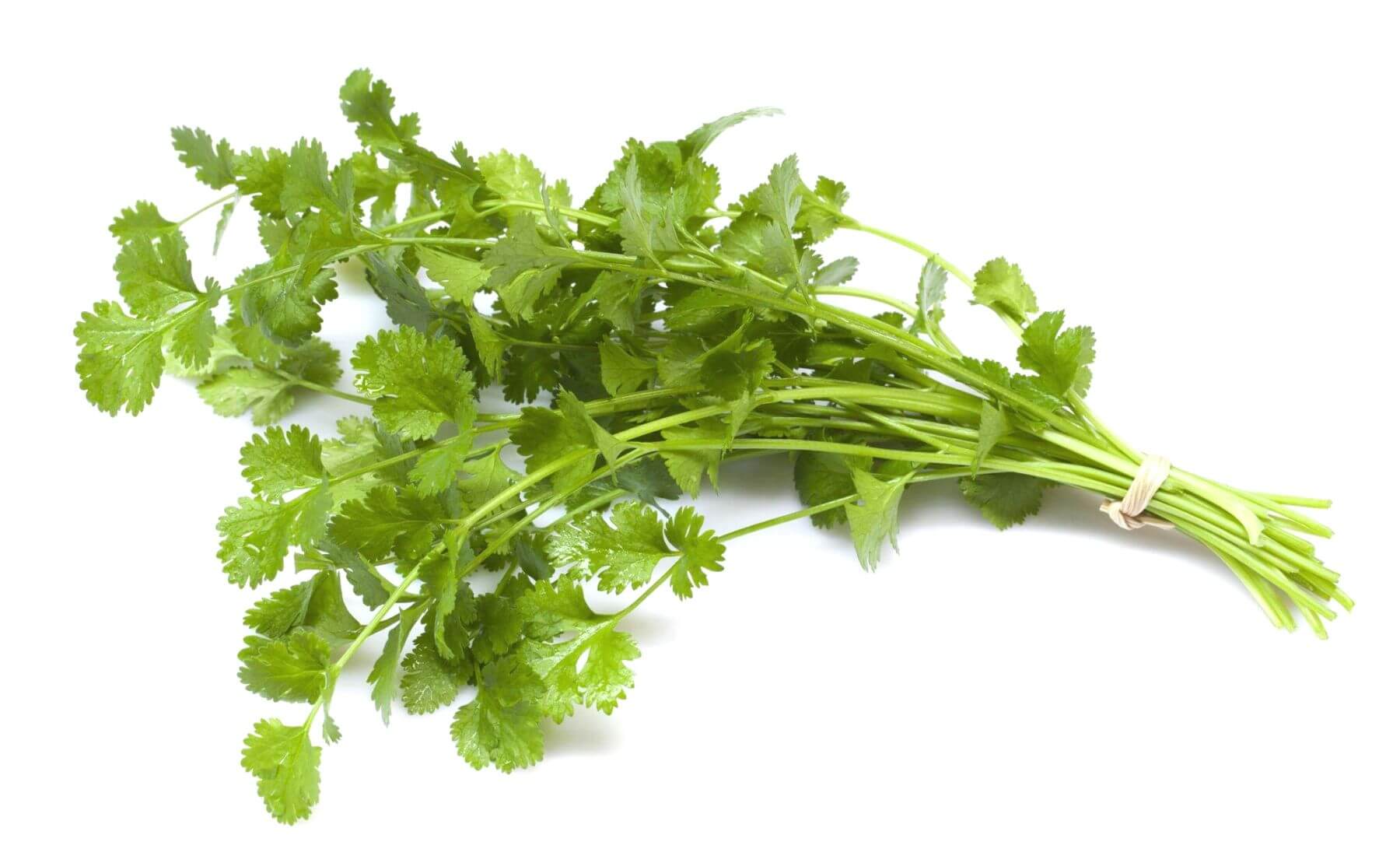 Coriander vs Cilantro What are the Differences and similarities?
