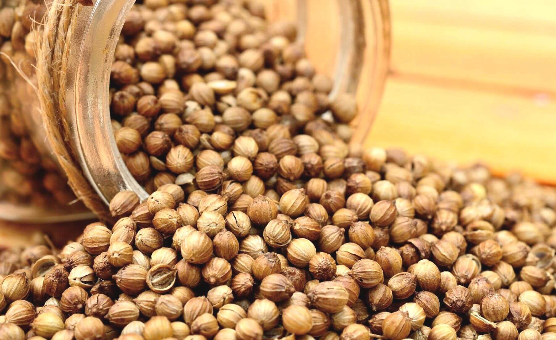 Coriander vs Cilantro What are the Differences and similarities?