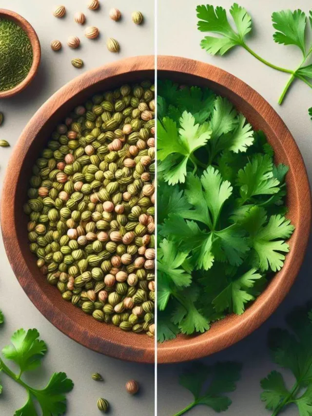 Coriander vs Cilantro