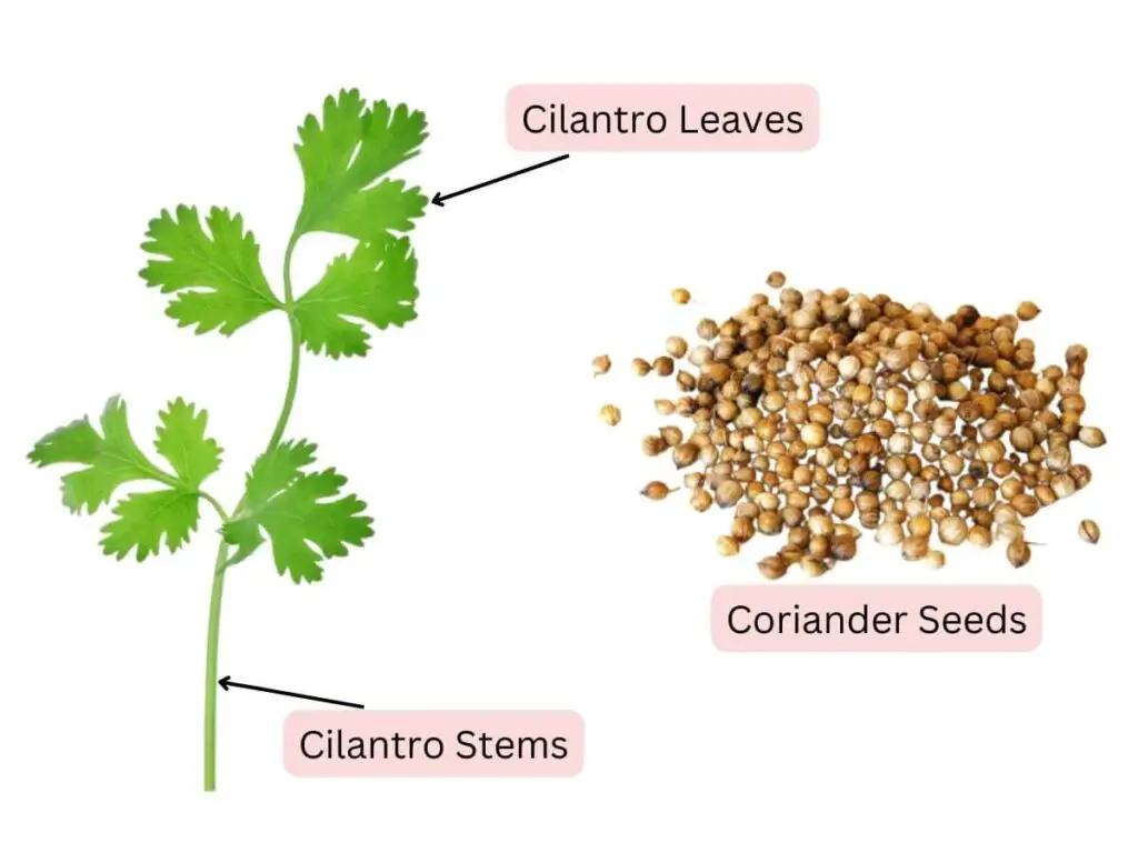 Coriander vs cilantro: Different Parts of Cilantro and Coriander Plants