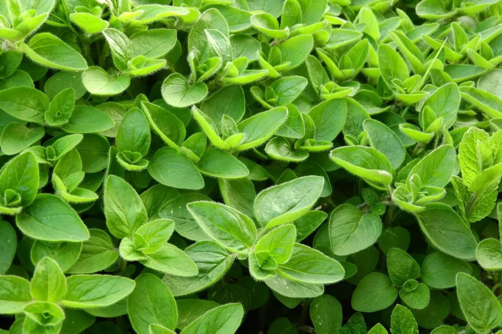 Marjoram herb, a fragrant alternative to dried thyme for culinary uses.