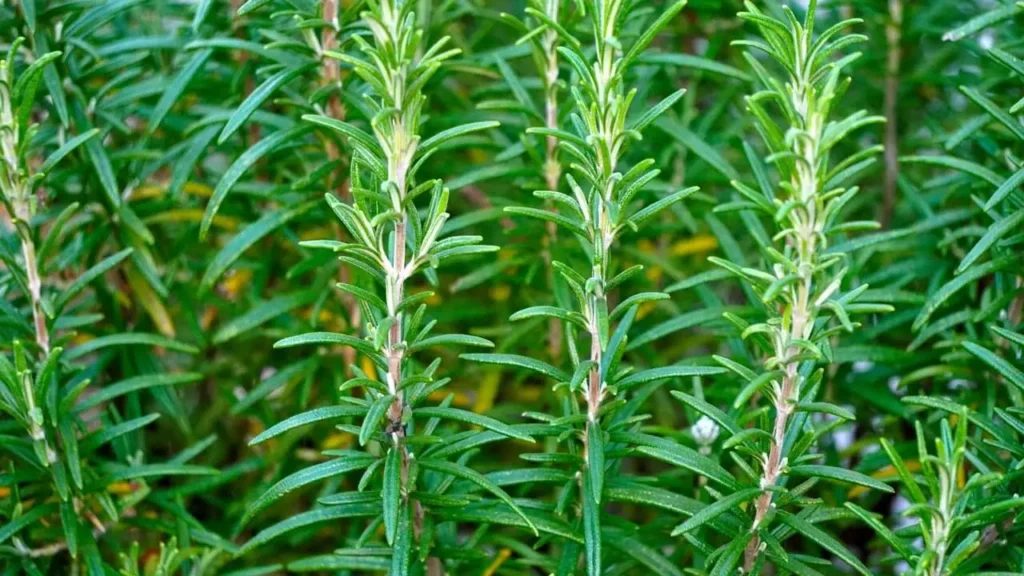 Sprigs of rosemary, a robust herb that can be used instead of dried thyme.