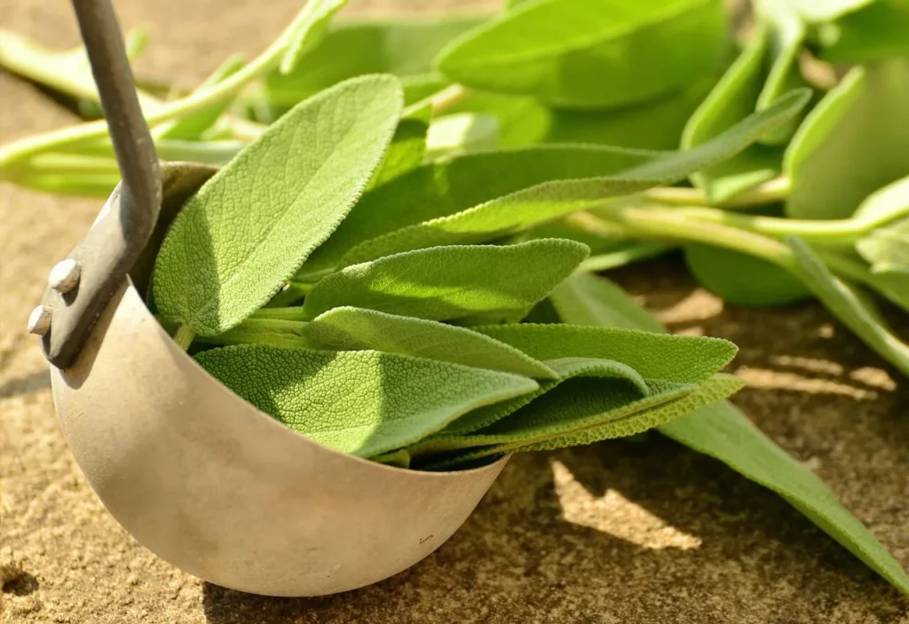 Sage leaves, a savory herb that can be used as a substitute for dried thyme.