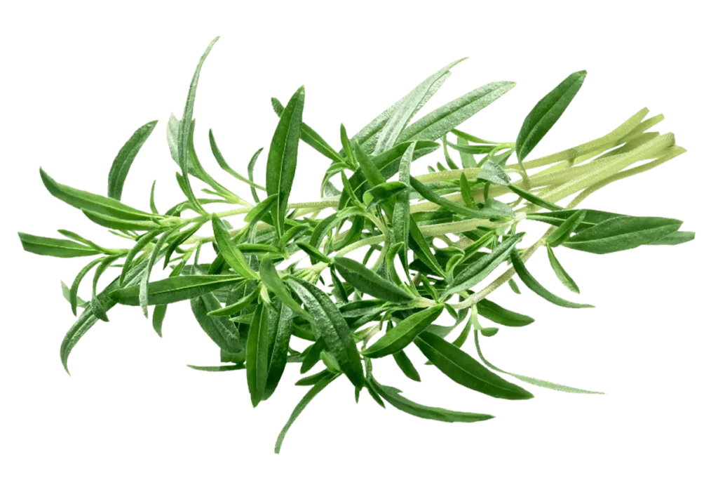 Savory herb, a pungent and peppery alternative to dried thyme in dishes.